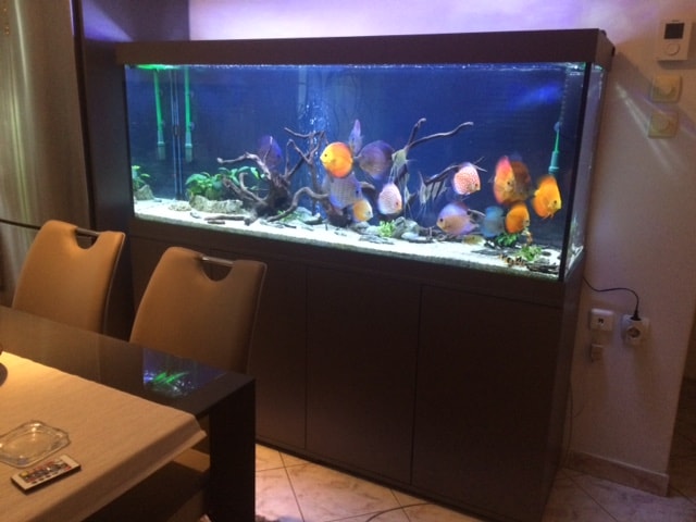 BlueFish Aquariums & Pets - Ενυδρεία ,τροπικά ψάρια και είδη Pet Shop στη Θεσσαλονίκη